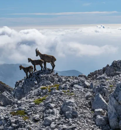 Iščete nastanitev blizu Velike planine? Oddajanje sobe Stahovica, Gorenjska