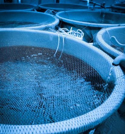 Voden ogled ribogojnice Ravne na Koroškem