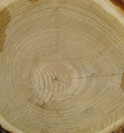 Ugodna hlodovina Slovenija