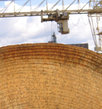 Žagan les Slovenija