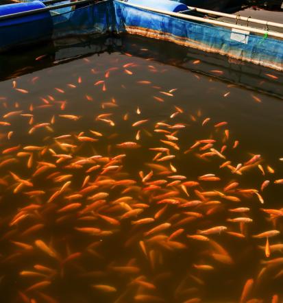 Voden ogled ribogojnice