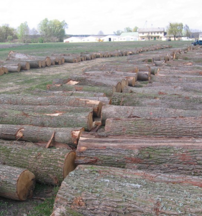 Lesena biomasa Slovenija