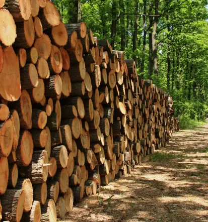 Odkup hlodovine Notranjsko-Kraška