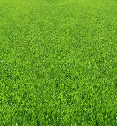 Kvalitetno polaganje trave Osrednja Slovenija