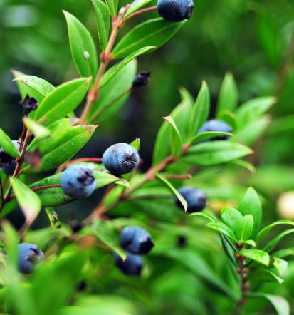 Veleprodaja trajnic in okrasnih rastlin Goriška Slovenija za trgovce