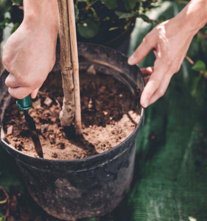 Lapanje Flowers veleprodaja trajnic in okrasnih rastlin Goriška Slovenija