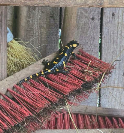 Praznovanje rojstnega dne na kmetiji Ljubljana, Slovenija z vodnimi ogledi živali