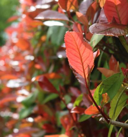 Kakovostna veleprodaja grmovnic Goriška Slovenija