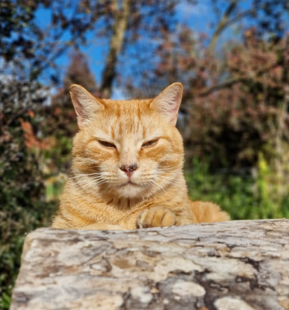 Praznovanje rojstnega dne na kmetiji Ljubljana, Slovenija, igre, živali in zabava