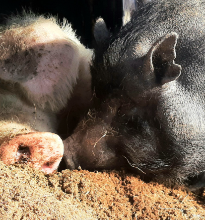Obisk poučne kmetije Ljubljana, Slovenija z možnostjo donacij za živali
