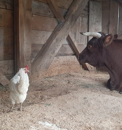 Zakaj izbrati praznovanje rojstnega dne na kmetiji Ljubljana, Slovenija
