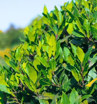 Veleprodaja trajnic in okrasnih rastlin Goriška Slovenija za cvetličarne