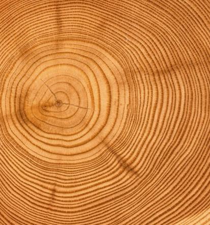 Sečnja dreves v urbanem okolju Osrednja Slovenija