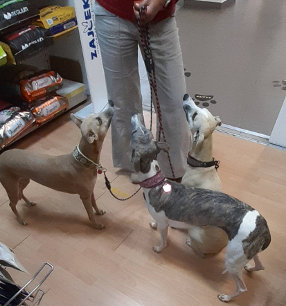 Dostava izdelkov za male živali Slovenija, dobro založena trgovina, Posavje