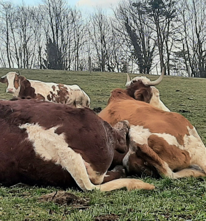 Poučna kmetija Ljubljana, Slovenija, učimo se o kmetijskih opravilih in živalih
