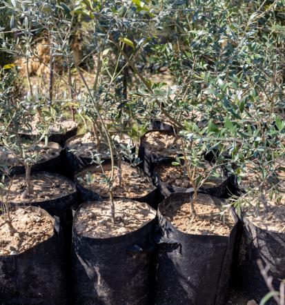 Veleprodaja trajnic in okrasnih rastlin Goriška Slovenija za partnerje