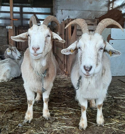 Otroški rojstni dan na kmetiji Ljubljana, Slovenija, nepozabna izkušnja