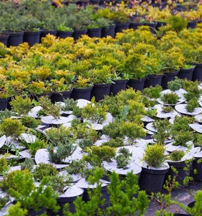 Ugodna veleprodaja trajnic in okrasnih rastlin Goriška Slovenija