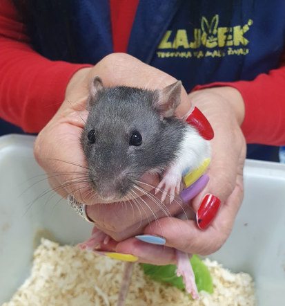 Dostava izdelkov za male živali Slovenija, Zajček, hitro in varno, Posavje