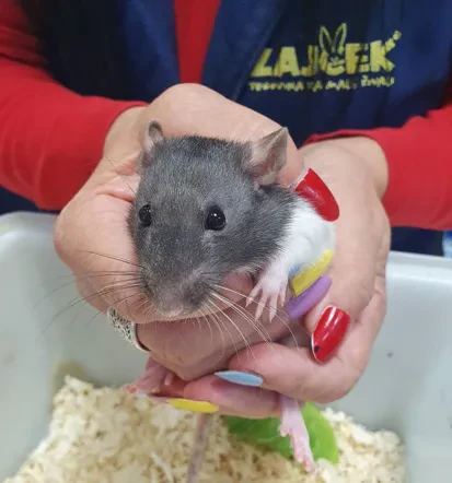 Dostava izdelkov za male živali Slovenija, Zajček, hitro in varno, Posavje