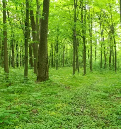 Radiestezija in energijska podpora posamezniku po Sloveniji