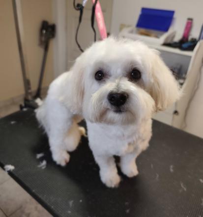 Nega psov in mačk Vrhnika