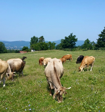 Pristna Turistična kmetija s sobami Postojna, Notranjska