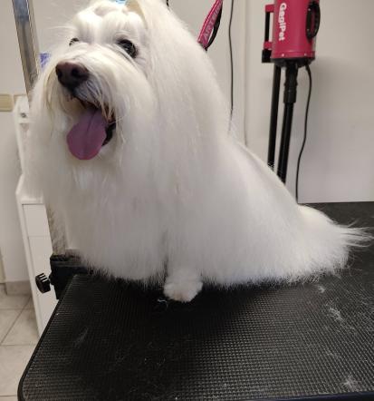 mačji salon Vrhnika z okolico, Osrednja Slovenija