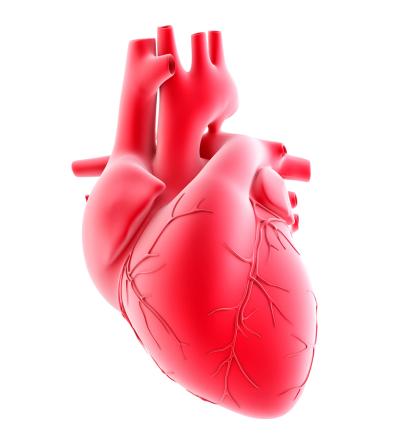 Ultrazvok srca Ljubljana okolica za dolgotrajno zdravje