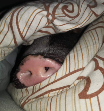 Dežurna veterinarska ambulanta Goriška