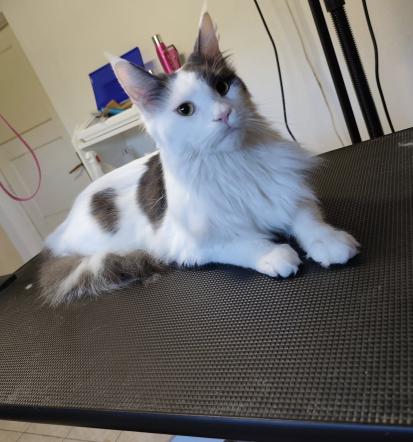 Pasji salon Vrhnika z okolico, Osrednja Slovenija