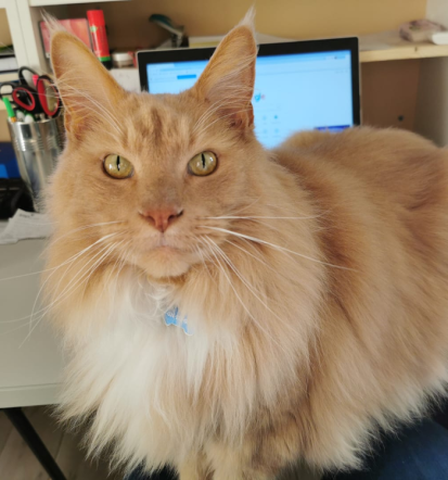 Dober veterinar v Ljubljani