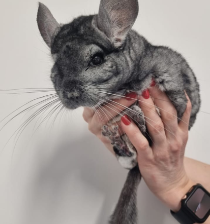 Dežurna veterinarska ambulanta Ljubljana