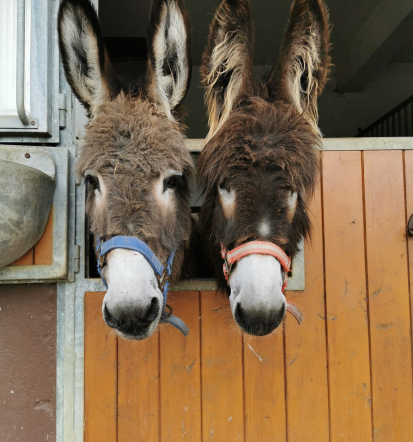 Dežurna veterinarska ambulanta Osrednja Slovenija