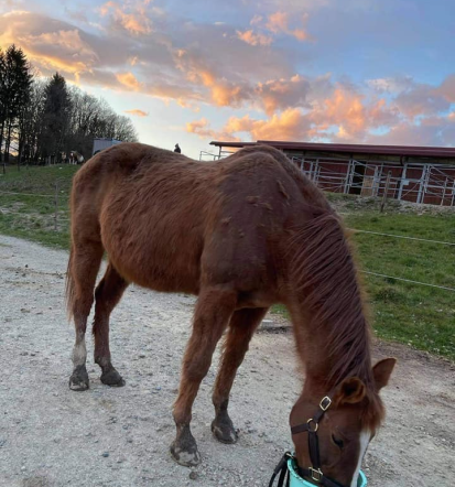 Dober veterinar za konje Ljubljana