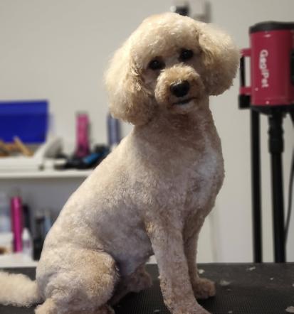 Salon za pse in mačke Vrhnika