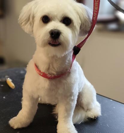 Pasji in mačji salon Vrhnika z okolico, Osrednja Slovenija