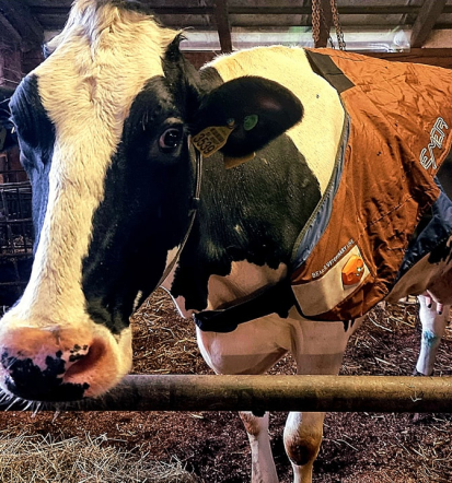 Dežurna veterina Ljubljana, Osrednja Slovenija, Goriška