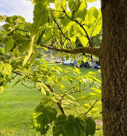 Ugodno kampiranje na Savinjskem