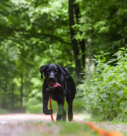 Uravnotežen in poslušen pes, Prevzgoja psov Podravska