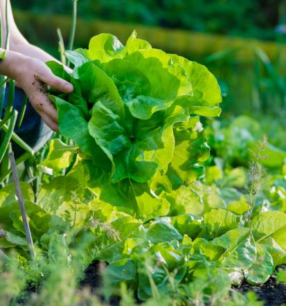 Naročilo sveže zelenjave na dom Ljubljana