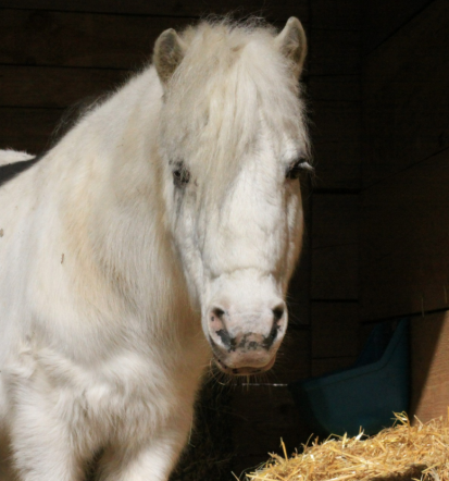 Fizioterapija konj in jahalna šola Ljubljana, Zavod Geronimo
