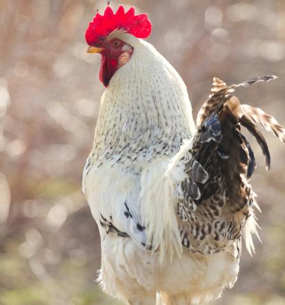 Kakovostna krmila za živino
