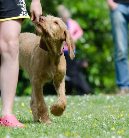 Anja Brumec, s.p., strokovna prevzgoja psov Podravska