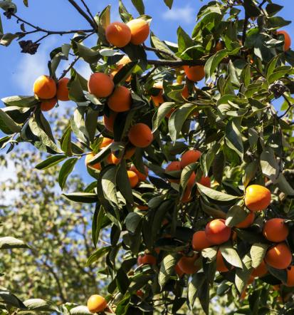 Dostava svežega sadja Kranj