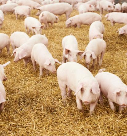 Prehrana za govedo in prašiče Slovenija