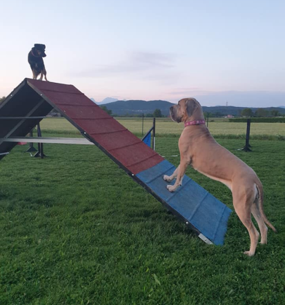 Zaseben prostor za pse Ljubljana