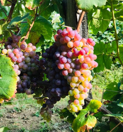 Elegantni prostor za zaključene družbe Koper v gračiški idili