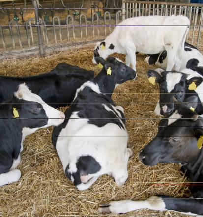 Prehrana za govedo Slovenija