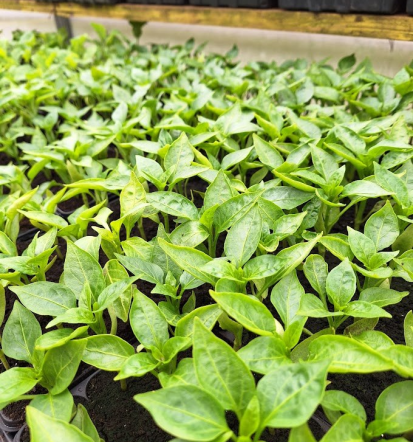 Amarant Trzin, eko semena za kaljenje in ekološki vrt